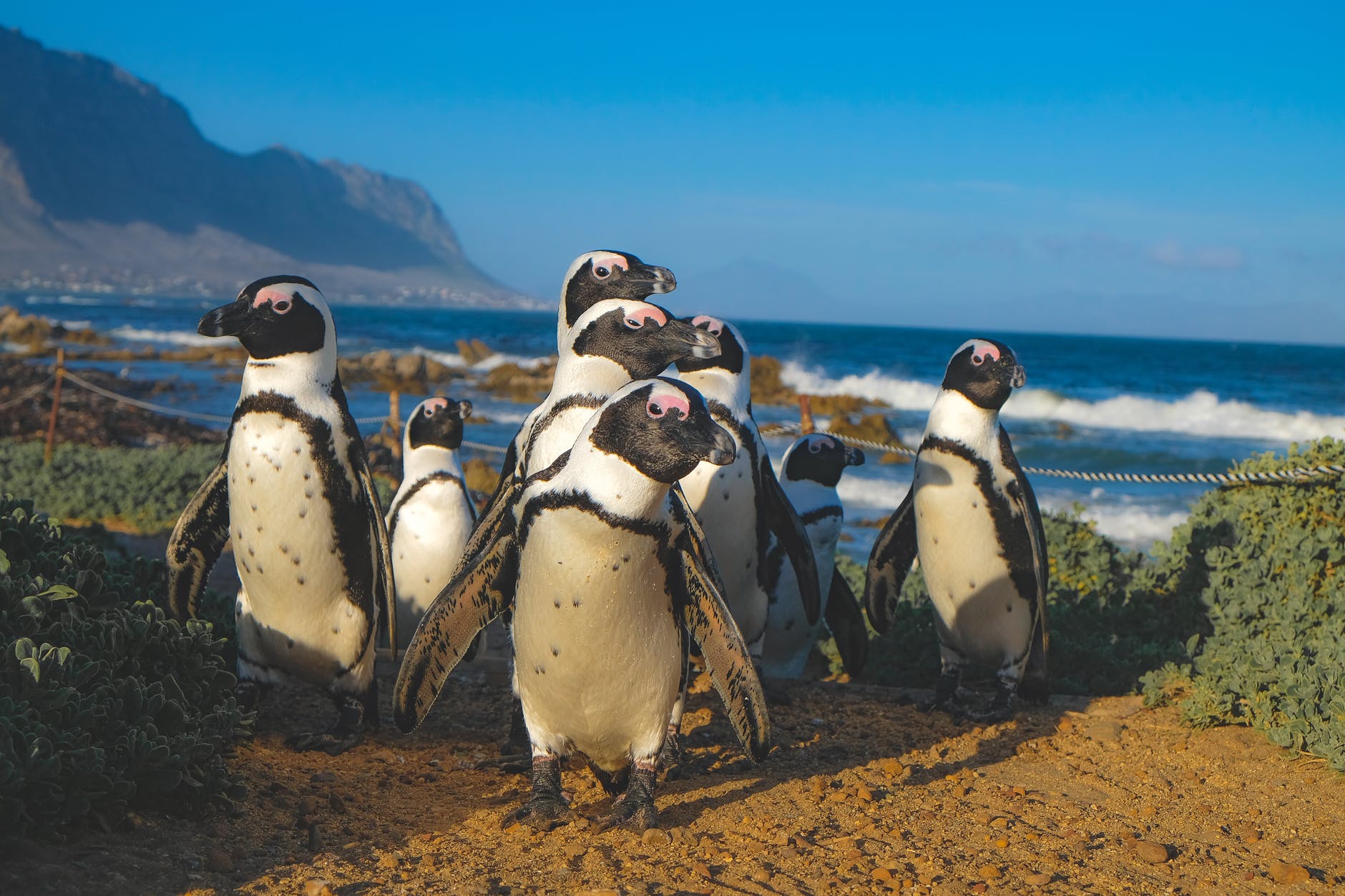 The beautiful Boulders Beach is one of Cape Town’s most visited beaches and the only place in the world where you get close to African Penguins.