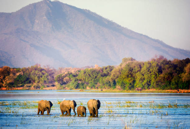 A small Elephant family wading through the water of the Zambezi River with the mountains of Zambia set in the background at Mana Pools National Park, Zimbabwe.